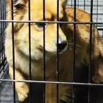 Znaleziono psa, Radom, 1 lutego 2025