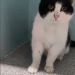 Znaleziono kota, Grudziądz, 4 lutego 2025