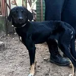 Znaleziono psa, Pieckowo, 5 lutego 2025