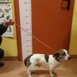 Znaleziono psa, Skałowo, 23 grudnia 2025