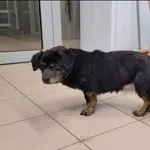 Znaleziono psa, Grudziądz, 6 lutego 2025