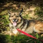 Pies do adopcji, Piła, 9 listopada 2021