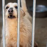 Znaleziono psa, Racławice, 30 stycznia 2025