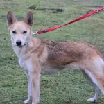 Pies do adopcji, Grudziądz, 22 stycznia 2025