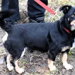 Znaleziono psa, Pieckowo, 5 lutego 2025