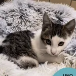 Kot do adopcji, Gdynia, 6 lutego 2025