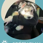 Znaleziono psa, Dąbrówka, 6 lutego 2025