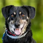 Pies do adopcji, Elbląg, 21 maja 2024