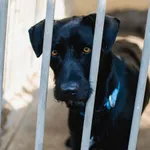 Znaleziono psa, Sosnowiec, 4 lutego 2025