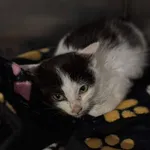 Znaleziono kota, Lublin, 4 lutego 2025