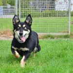 Znaleziono psa, Lublin, 8 lutego 2025