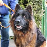 Znaleziono psa, Łódź, 8 lutego 2025