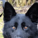 Znaleziono psa, Pieckowo, 7 lutego 2025