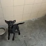 Pies do adopcji, Kraków, 25 stycznia 2025