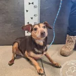 Przyjęty: 2025-02-10 Gmina: Jaworzno Płeć: Suka Opis: mieszaniec, brązowo-biszkoptowe