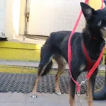 Znaleziono psa, Łódź, 10 lutego 2025