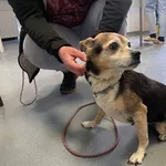 Znaleziono psa, Lublin, 11 lutego 2025