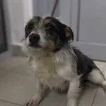 Znaleziono psa, Lublin, 10 lutego 2025