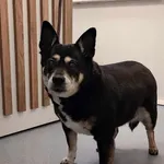 Znaleziono psa, Lublin, 10 lutego 2025