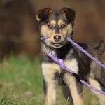 Znaleziono psa, Toruń, 1 lutego 2025