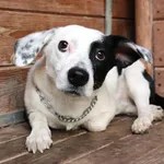 Znaleziono psa, Łódź, 11 lutego 2025