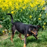 Znaleziono psa, Racławice, 10 lutego 2025