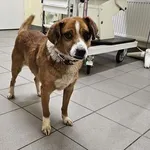 Pies do adopcji, Choszczno, 6 lutego 2025