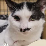 Znaleziono kota, Gdynia, 11 lutego 2025