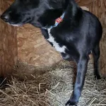 Pies do adopcji, Orzechowce, 6 lutego 2025