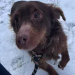 GB/10/2/25 Amor   - data przyjęcia - 13.02.2025