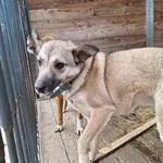 Pies do adopcji, Orzechowce, 6 lutego 2025