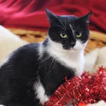 Kot do adopcji, Sosnowiec, 29 stycznia 2025