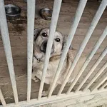 Pies do adopcji, Orzechowce, 6 lutego 2025