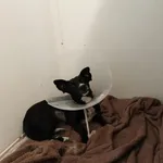 Pies do adopcji, Orzechowce, 12 lutego 2025