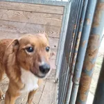 Pies do adopcji, Orzechowce, 6 lutego 2025