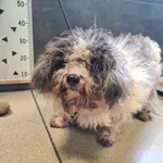 Przyjęty: 2025-02-13 Gmina: Jaworzno Płeć: Pies Opis: mieszaniec, czarno-białe