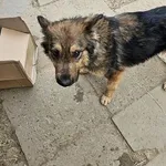 Pies do adopcji, Orzechowce, 6 lutego 2025