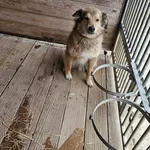 Pies do adopcji, Orzechowce, 6 lutego 2025