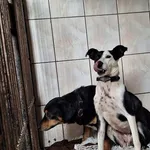 Pies do adopcji, Orzechowce, 6 lutego 2025