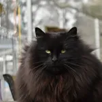 Kot do adopcji, Piła, 15 maja 2024