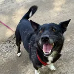 Znaleziono kota, Chojnice, 12 lutego 2025