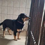 Pies do adopcji, Orzechowce, 6 lutego 2025