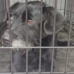 Znaleziono psa, Radom, 11 lutego 2025