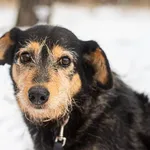 Pies do adopcji, Piła, 1 września 2020