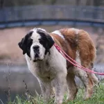 Suczka poz. 25/0034 rezerwacja