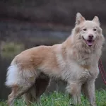 Znaleziono psa, Toruń, 16 stycznia 2025