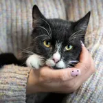 Znaleziono kota, Sosnowiec, 10 lutego 2025