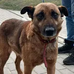 Znaleziono psa, Tatary, 13 lutego 2025