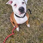 Tyson to około 5 letni psiak w typie amstaffa. Jest bardzo pogodny, spragniony kontaktu z człowiekiem. Domaga się głaskania i uwagi. Najchętniej nie odstępowałby człowieka na krok. Natomiast w stosunk