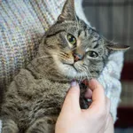 Znaleziono kota, Sosnowiec, 11 lutego 2025